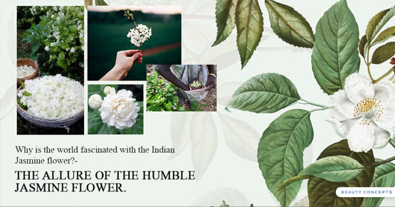 The Allure of Jasmine - the Global craze.